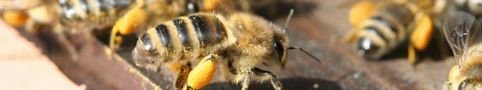Bienen